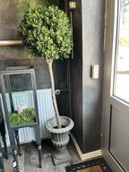 Træ i potte inkl. Bregne