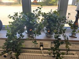 2 stk. Vaser m. Plante