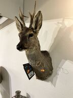 Jagttrofæ Rådyrhoved