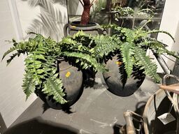 2 stk. Potter m. Planter