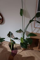 2 stk. planter i krukke