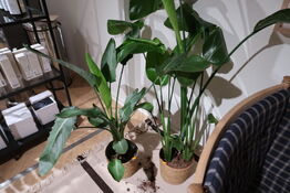 2 stk. planter i krukke