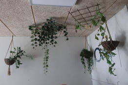 Diverse planter i loftet m.m.
