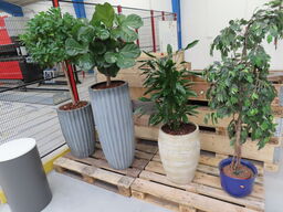 4 stk. planter i krukker