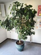 Stor plante i krukke