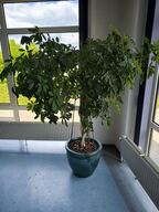 Stor plante i krukke