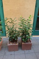 2 stk. planter