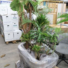 *LYNAUKTION* 2Ø - Planter