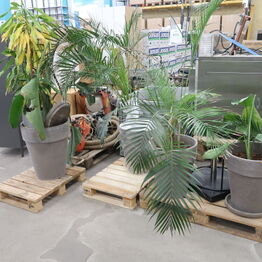 *LYNAUKTION* 2Ø - Planter