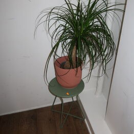 **LYNAUKTION: Amaro ApS - Restaurant & Drikkevarer**