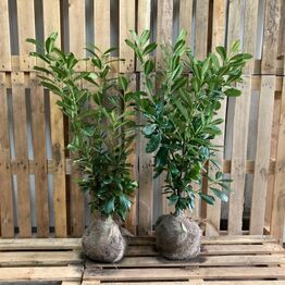 Hække-auktion fra Holland (Bliver sendt direkte til køber)