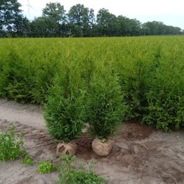 Hække-auktion fra Holland (Bliver sendt direkte til køber)