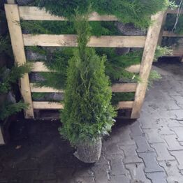 Hække-auktion fra Holland (Bliver sendt direkte til køber)