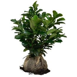 Hække-auktion fra Holland (Bliver sendt direkte til køber)