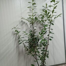 Hække-auktion fra Holland (Bliver sendt direkte til køber)