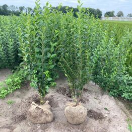 Hække-auktion fra Holland (Bliver sendt direkte til køber)
