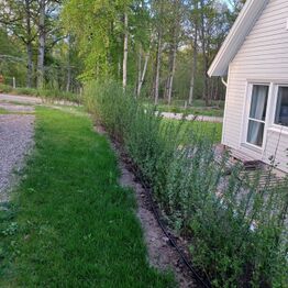 Hække-auktion fra Holland (Bliver sendt direkte til køber)