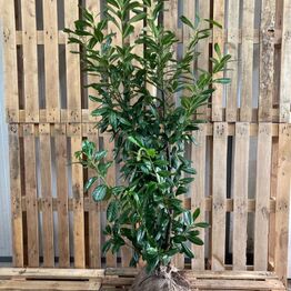 Hække-auktion fra Holland (Bliver sendt direkte til køber)