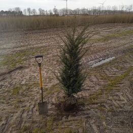 Hække-auktion fra Holland (Bliver sendt direkte til køber)
