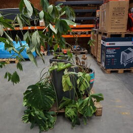 Samleauktion (Broager)