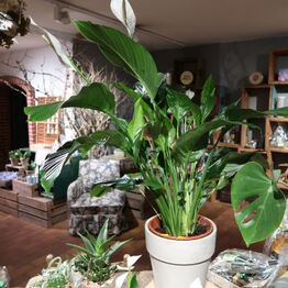 Blomst & Gren ApS *Del 1 - Gavekurve - Planter - Butiksinventar m.m.*