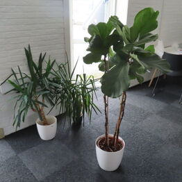 Comodality Denmark ApS - Odense Branch under konkurs BEMÆRK UDLEVERINGSDAGEN SKAL OVERHOLDES!