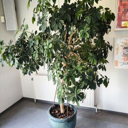 AMU Vest *Del 5 - Kunst & Planter - Troels Trier - Jens Kromann - Trols Wörsel m.fl.*