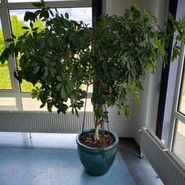 AMU Vest *Del 5 - Kunst & Planter - Troels Trier - Jens Kromann - Trols Wörsel m.fl.*