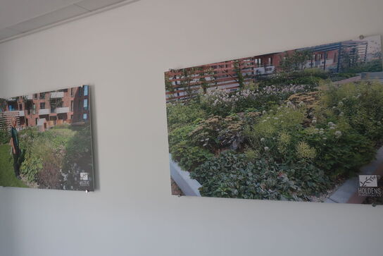 Diverse planter / billede m.m.