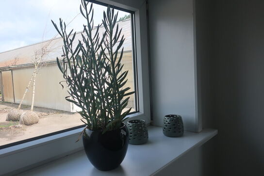 Diverse planter / billede m.m.