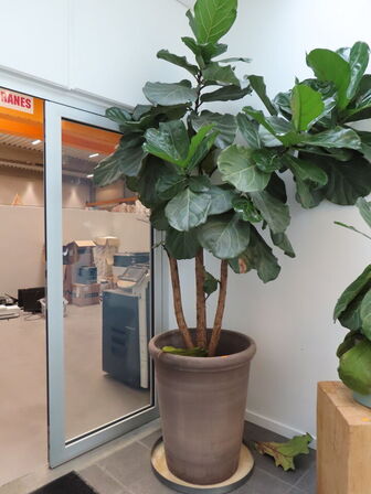 1 stk. plant i krukke