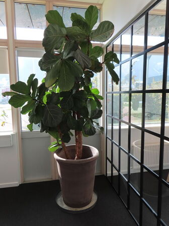 1 stk. plane i krukke