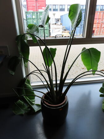 2 stk. planter i krukker