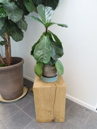 3 stk. planter i krukker