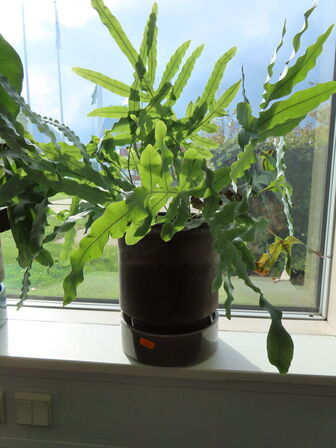 3 stk. planter i krukker