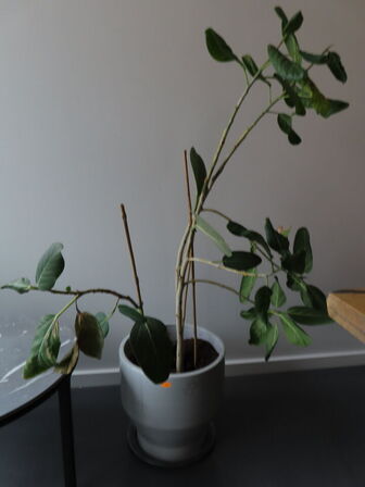 2 stk. planter i krukker