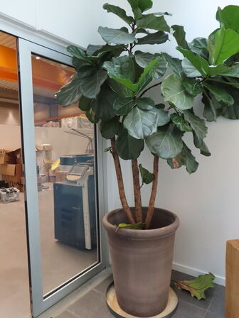 1 stk. plant i krukke