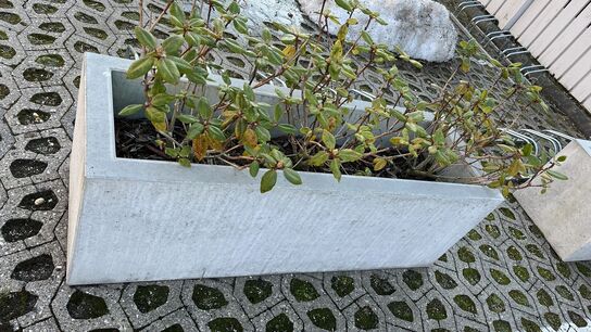 2 Plantekasser Beton med indhold