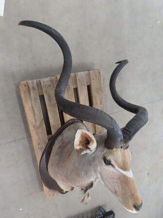 Jagttrofæ - Afrikansk Kudu