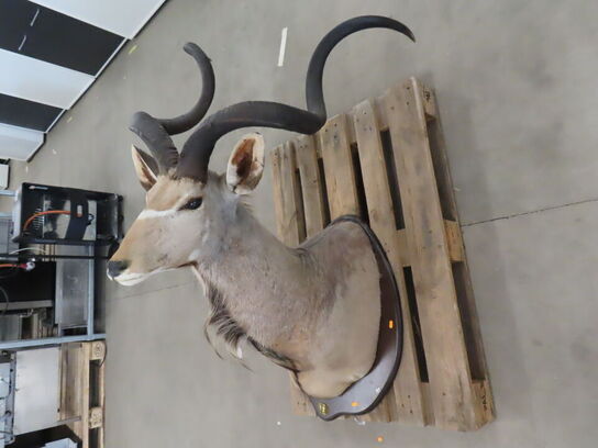 Jagttrofæ - Afrikansk Kudu