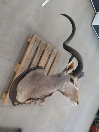 Jagttrofæ - Afrikansk Kudu