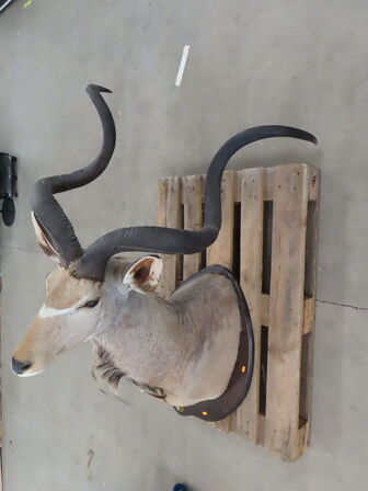 Jagttrofæ - Afrikansk Kudu
