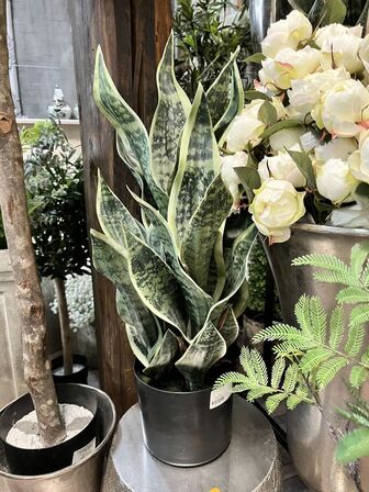 Planter mm.