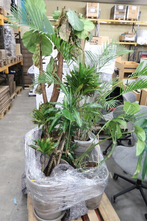 Div. store planter i krukker 