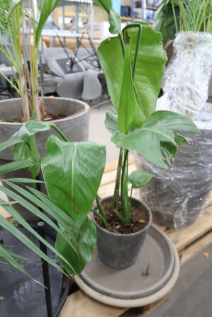 Div. store planter i krukker 