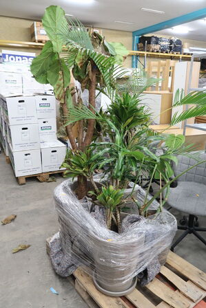 Div. store planter i krukker 