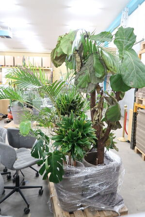 Div. store planter i krukker 