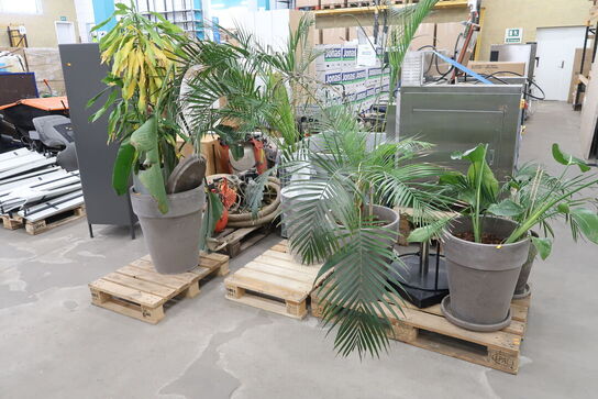 Div. store planter i krukker 