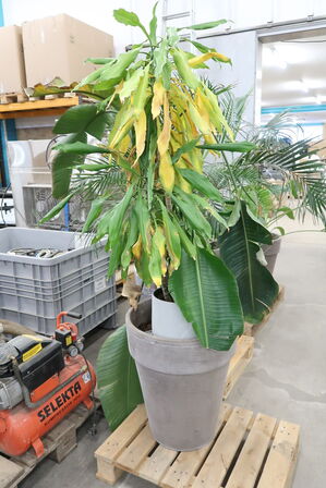 Div. store planter i krukker 