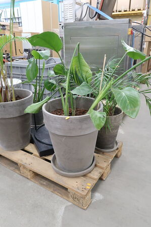 Div. store planter i krukker 